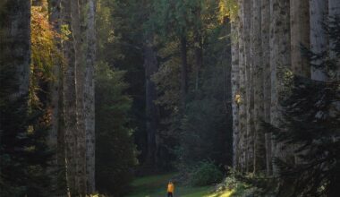 Magical and mysterious forest at Woodstock Gardens near the beautiful village of Inistiogue in Kilkenny, Ireland.