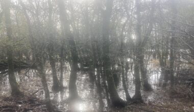 Flooded woodland on the shores of Lough Leane, Killarney National Park, Ireland - Taken 3 days ago.