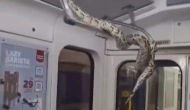 A guy rode in the St. Petersburg metro with a giant boa constrictor. In addition, he released the beauty to frolic on the railings. Now the police is looking for the tamer of the scaly beast