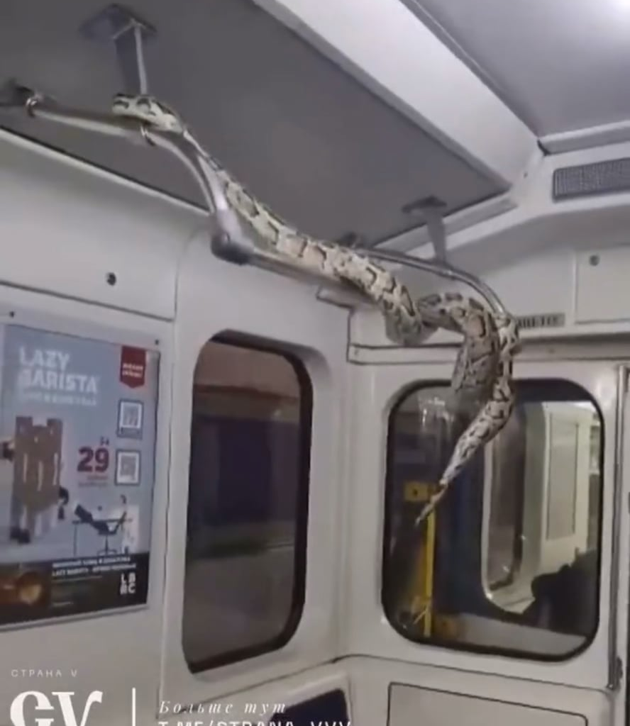 A guy rode in the St. Petersburg metro with a giant boa constrictor. In addition, he released the beauty to frolic on the railings. Now the police is looking for the tamer of the scaly beast