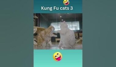 Kung Fu Cats 😂😂😂😂