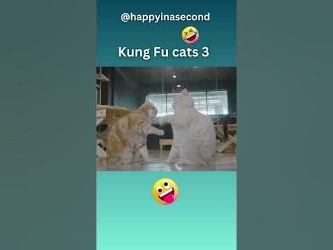 Kung Fu Cats 😂😂😂😂