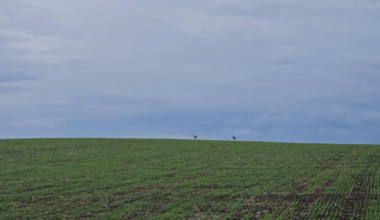 a pair of wild roe deer somewhere in Moldova