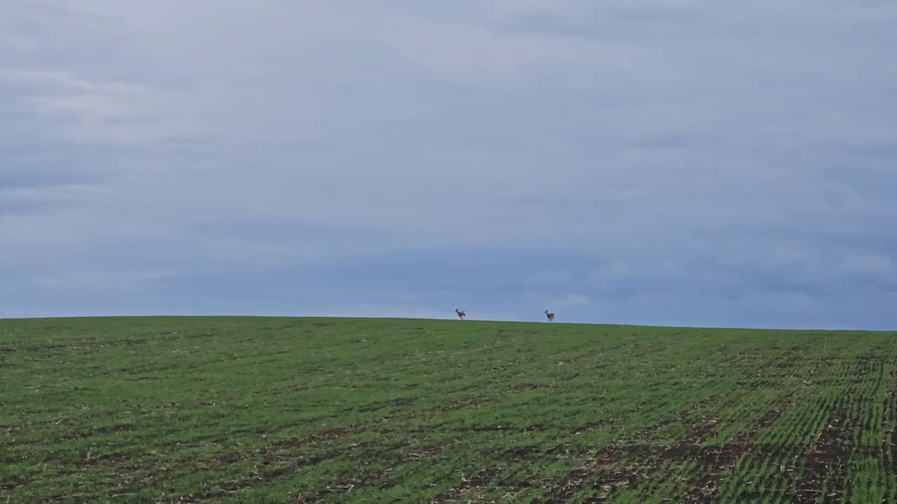 a pair of wild roe deer somewhere in Moldova