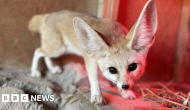 "Hungarian" desert foxes arrive in England, a process complicated by Brexit