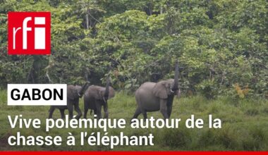 Gabon : vive polémique autour de la chasse à l'éléphant • RFI