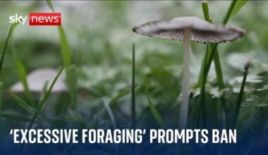 'Excessive' foraging prompts ban in Nottingham park