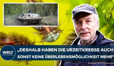 EINSATZ IN DÖBERITZER HEIDE: Leopard Panzer auf wichtiger Mission | Rettung von Urzeitkrebsen