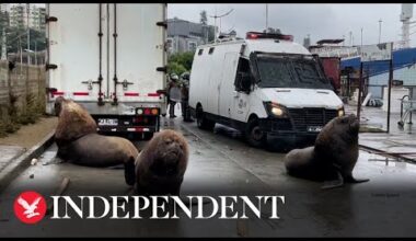 Sea lions stroll on street during Chile fishermen protest