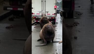 Sea lions stroll on street during fishermen protest #shorts