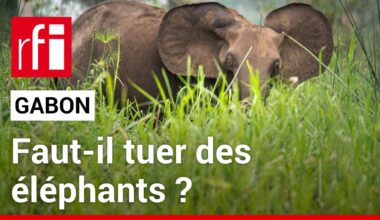 Gabon : faut-il tuer des éléphants ? • RFI