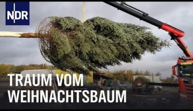 Endspurt auf der Weihnachtsbaumplantage | Die Nordreportage | NDR Doku