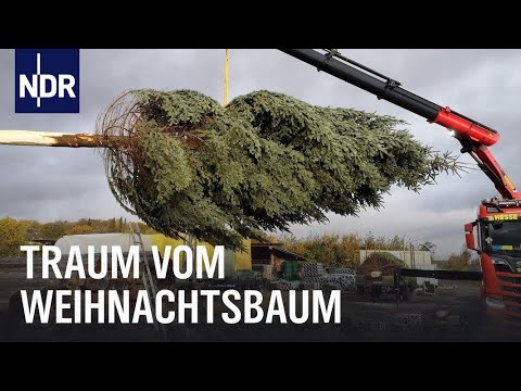 Endspurt auf der Weihnachtsbaumplantage | Die Nordreportage | NDR Doku