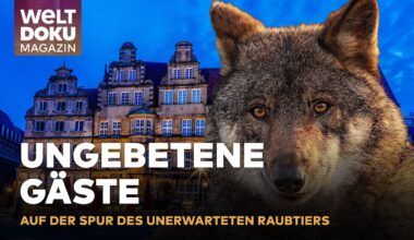 STADTALARM - WOLF IM WOHNGEBIET: Die Jagd nach unerwarteten Stadtbewohner | WELT Doku Magazin