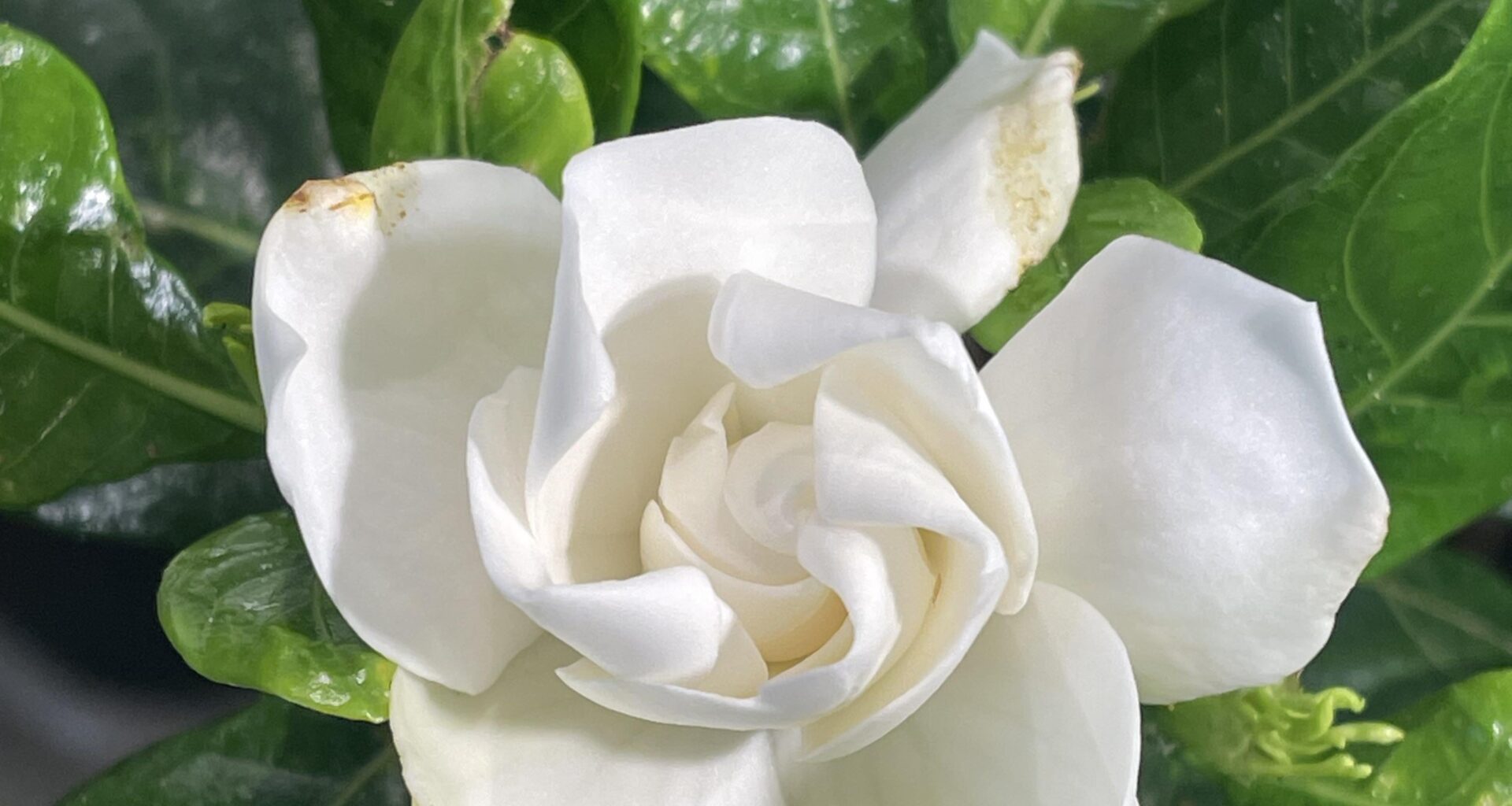 Gardenia’s beautiful flower in winter