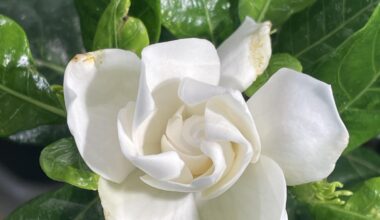 Gardenia’s beautiful flower in winter