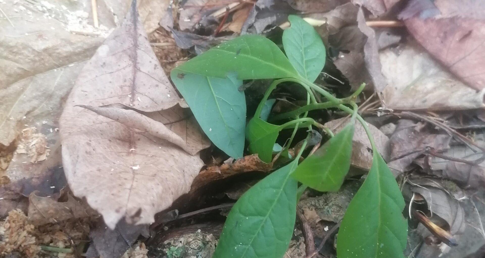 Auf unserem Kompost wächst ne Avokado. Was sagt das über unseren Garten aus?