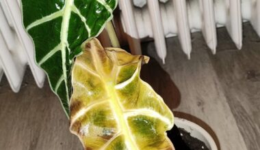 Alocasia (Braunes Blatt)