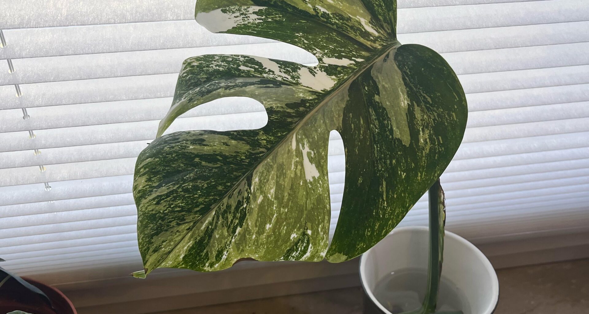 Monstera Albo Variegata