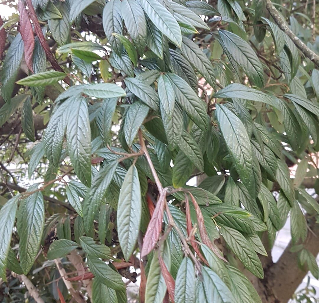 Kennt jemand diesen Busch/Baum?