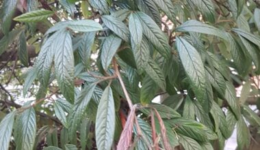 Kennt jemand diesen Busch/Baum?