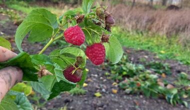 Frische Himbeeren am 24.11.