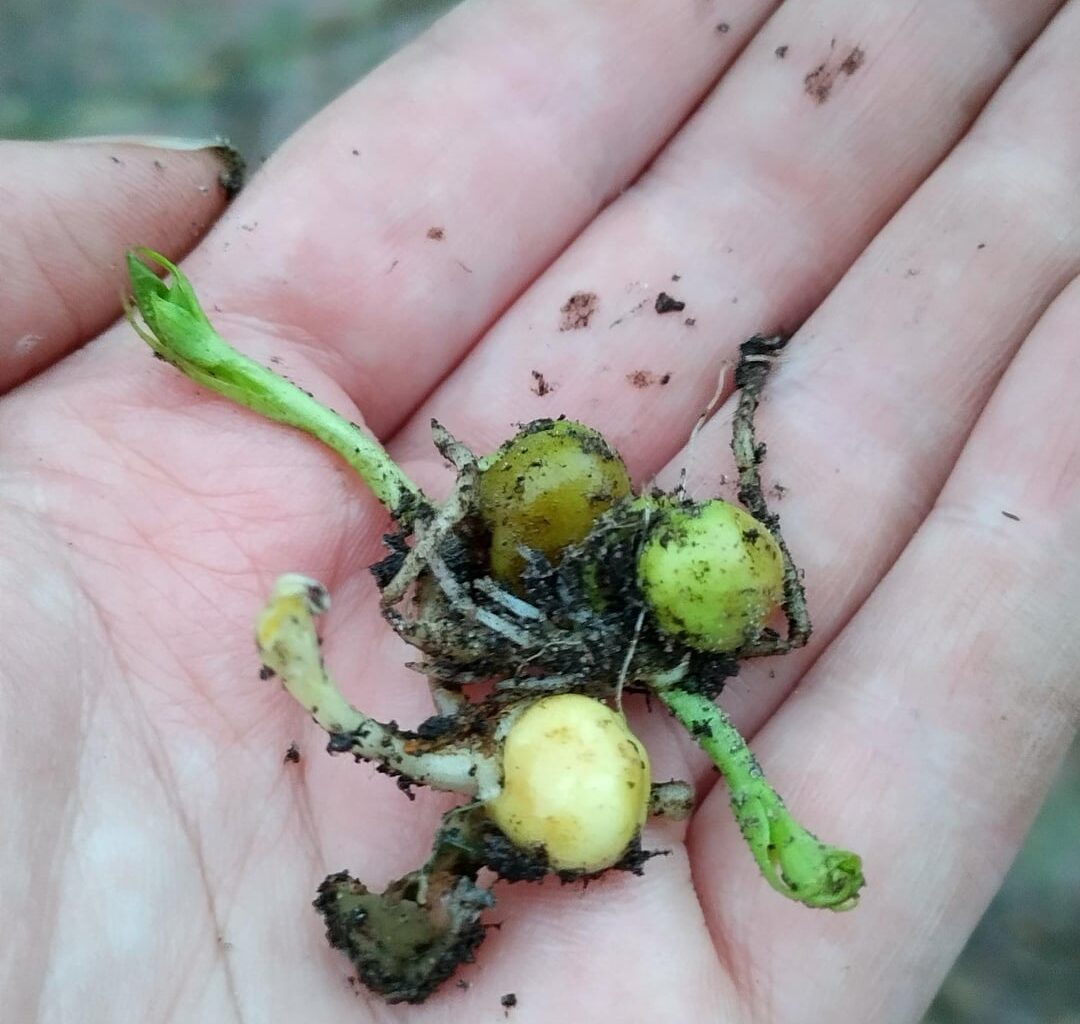 Sind das gekeimte Zuckererbsen? Und werden die so früh im Jahr was?