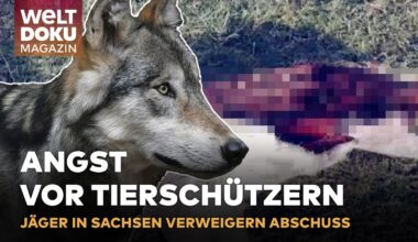 WÖLFE IN SACHSEN: Jäger warten auf Abschussgenehmigungen - Nutztiere in Gefahr | WELT Doku Magazin