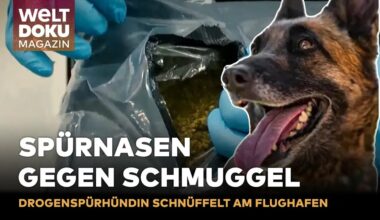 KAMPF DEN DROGEN: Drogenspürhund im Kampf gegen Schmuggel am Flughafen | WELT Doku Magazin