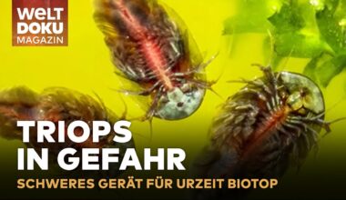 LEOPARD SCHÜTZT TRIOPS URZEITKREBSE: Wie ein tonnenschwerer Panzer bei Berlin Mini-Krebse schützt