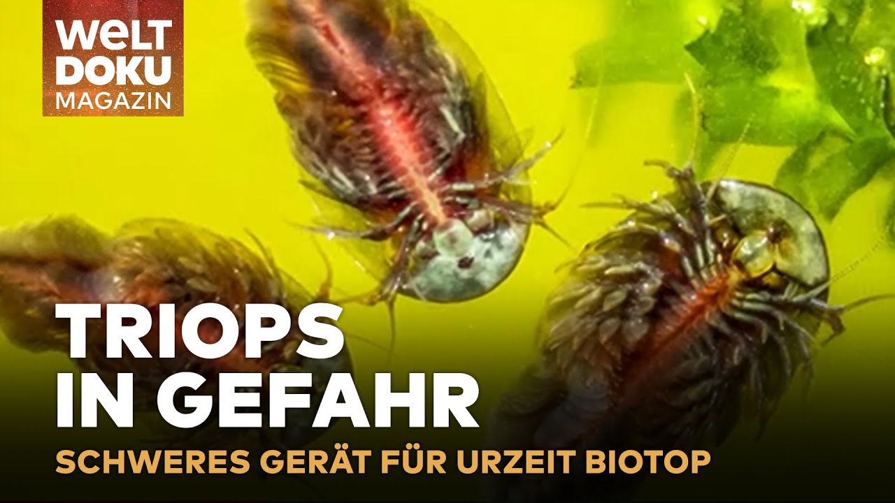 LEOPARD SCHÜTZT TRIOPS URZEITKREBSE: Wie ein tonnenschwerer Panzer bei Berlin Mini-Krebse schützt