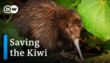 Saving the Kiwi: Protecting New Zealand's national bird | DW Documentary