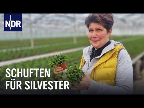 Schuften für Silvester | Die Nordreportage | NDR Doku