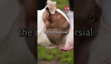 What is the XL bully dog ban? #shorts #news #politics #animals #dog