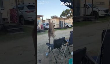 Kangaroos go head-to-head during CRAZY caravan park fight #shorts