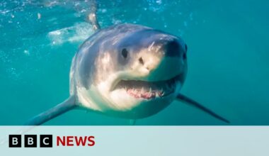 South Africa's shark spotters back in action as great whites return | BBC News