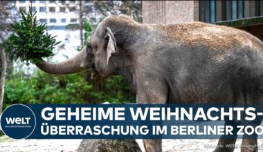 BERLIN: Nach dem Fest - Zoo überrascht die Tiere! Was ihnen solch eine Freude bereitet hat | WELT