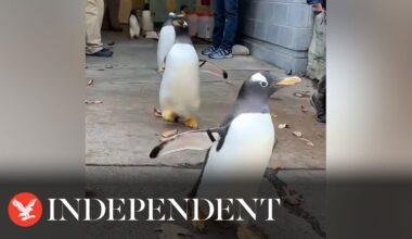 Penguins march in adorable 'parade' at Pittsburgh Zoo and Aquarium