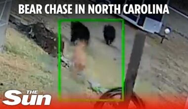 Shocking moment 20-pound dog chases three bears away