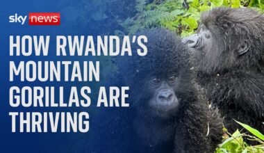 Rwanda: How mountain gorillas have prospered in times of peace