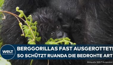 TIERSCHUTZ IN RUANDA: Diese Strategien zeigen Erfolge! Berggorilla-Population wächst wieder