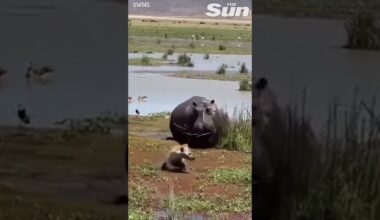 VERY lucky hyena escapes jaws of angry hippo