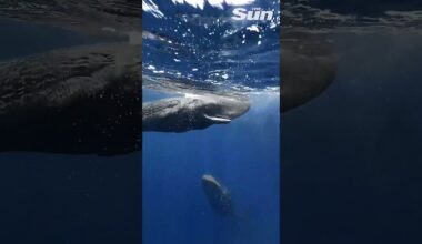 Baby whale playfully bumps into diver #shorts 🐳