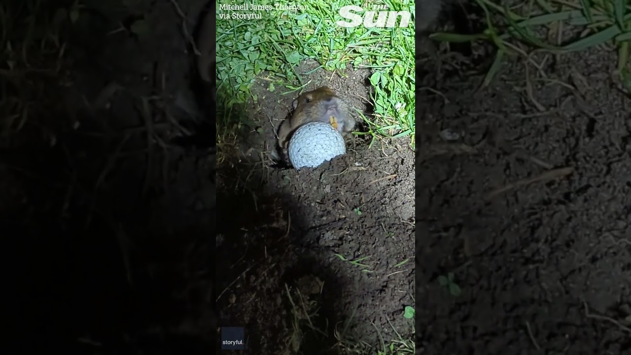 'Real life Caddyshack,' Moment gopher pushes golf ball back up hole