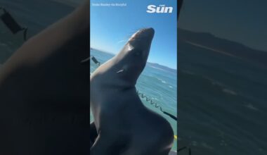 Adorable moment sea lion pup climbs onto lifeguards jet ski #shorts 🦭🌊