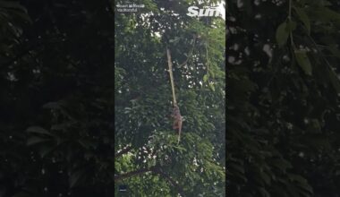 Python filmed dragging possum prey up tree in Australia #shorts