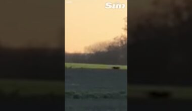 Mysterious 'Big Cat' spotted in British field