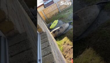 Huge seal breaks into homeowner's garage