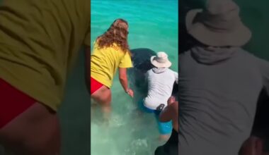 Stranded baby whale shark rescued