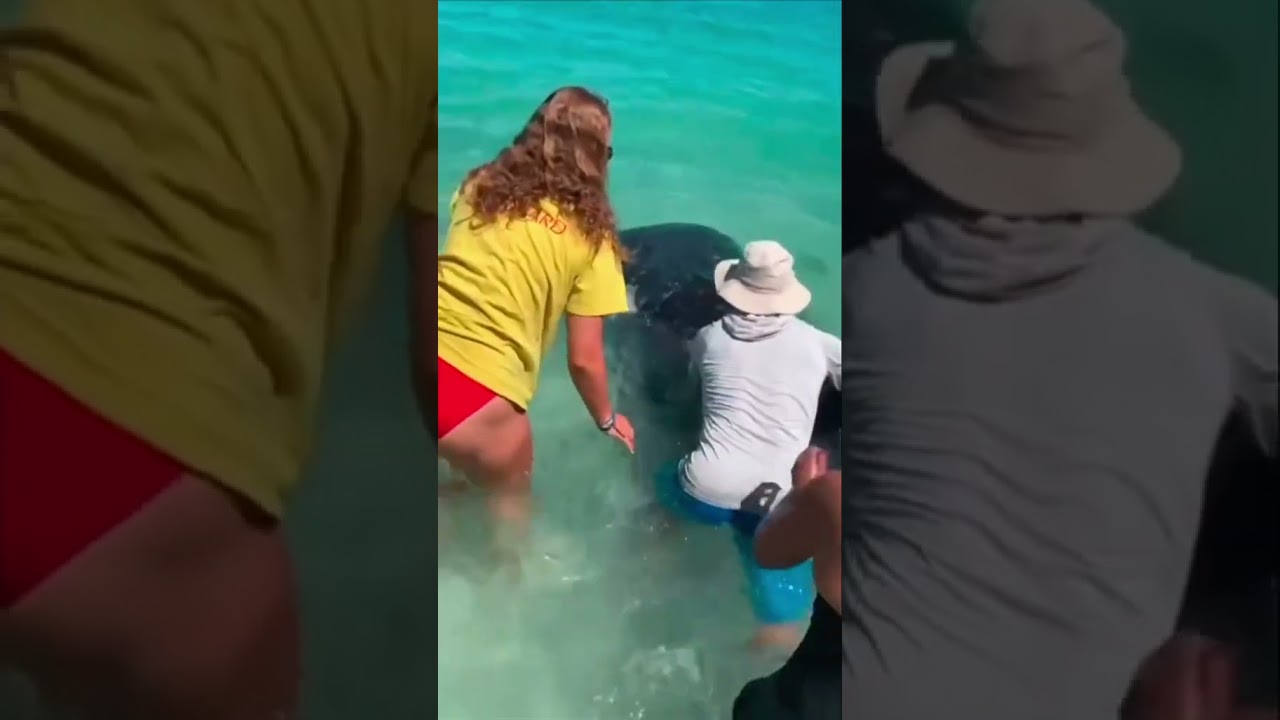 Stranded baby whale shark rescued